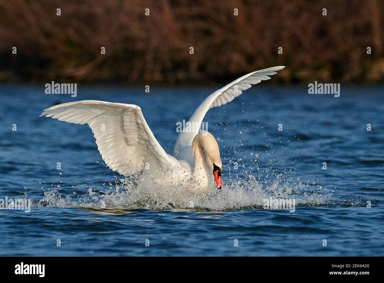 Mute swan bird landing with spread wings on the water surface, closeup