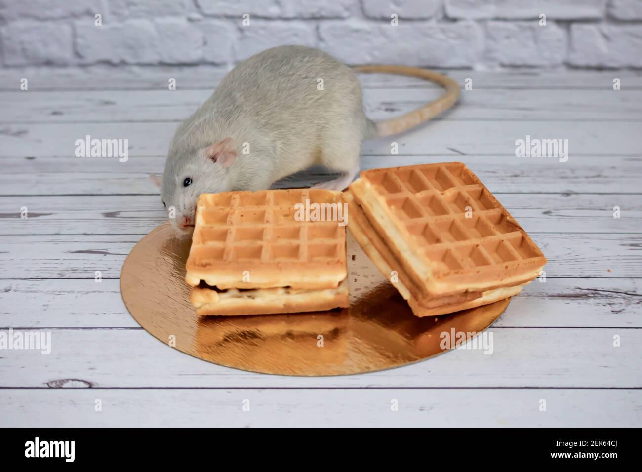 A small gray decorative rat eats freshly baked square waffles with ...