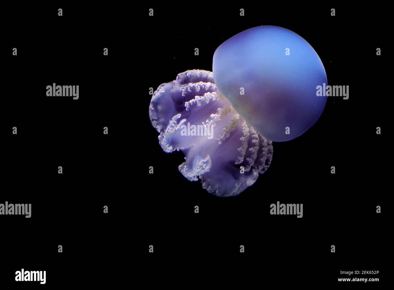 Young adult mediterranean jellyfish before a black background Stock Photo