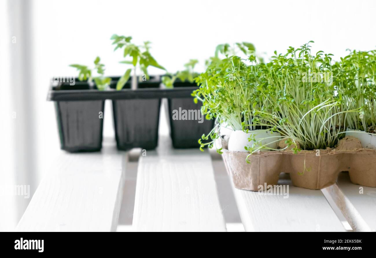 Seedlings of vegetables on a white table Stock Photo