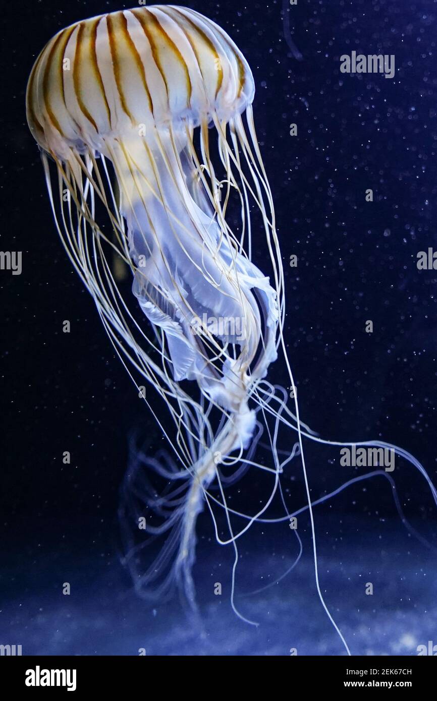 Portrait format image of a jellyfish before a black background dotted with white spots like a starry sky Stock Photo