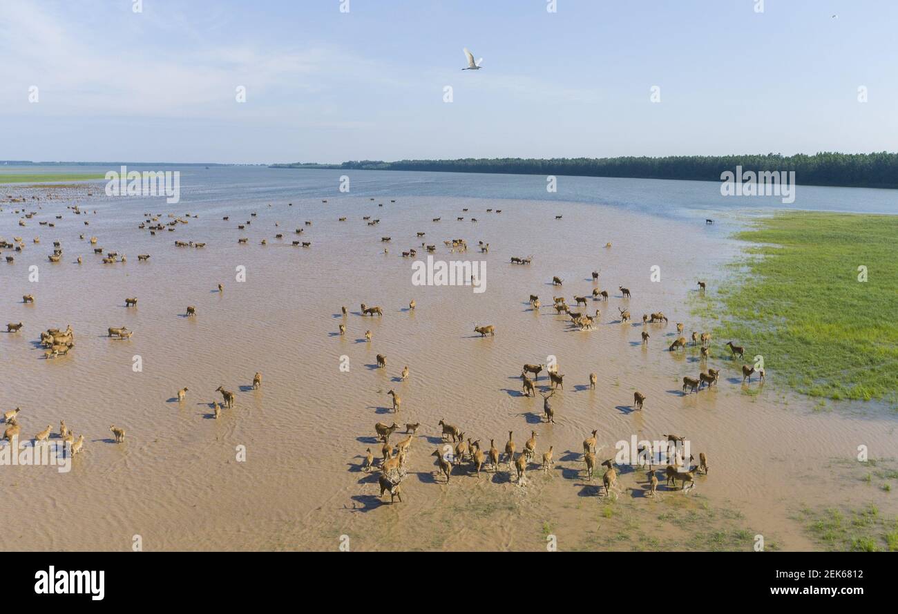 SHISHOU, CHINA - JUNE 17, 2020 - There are more than 200 new elk babies in  Shishou elk National Nature Reserve and more than 1000 elk population in  the core reserve. Shishou, image size:1300x889