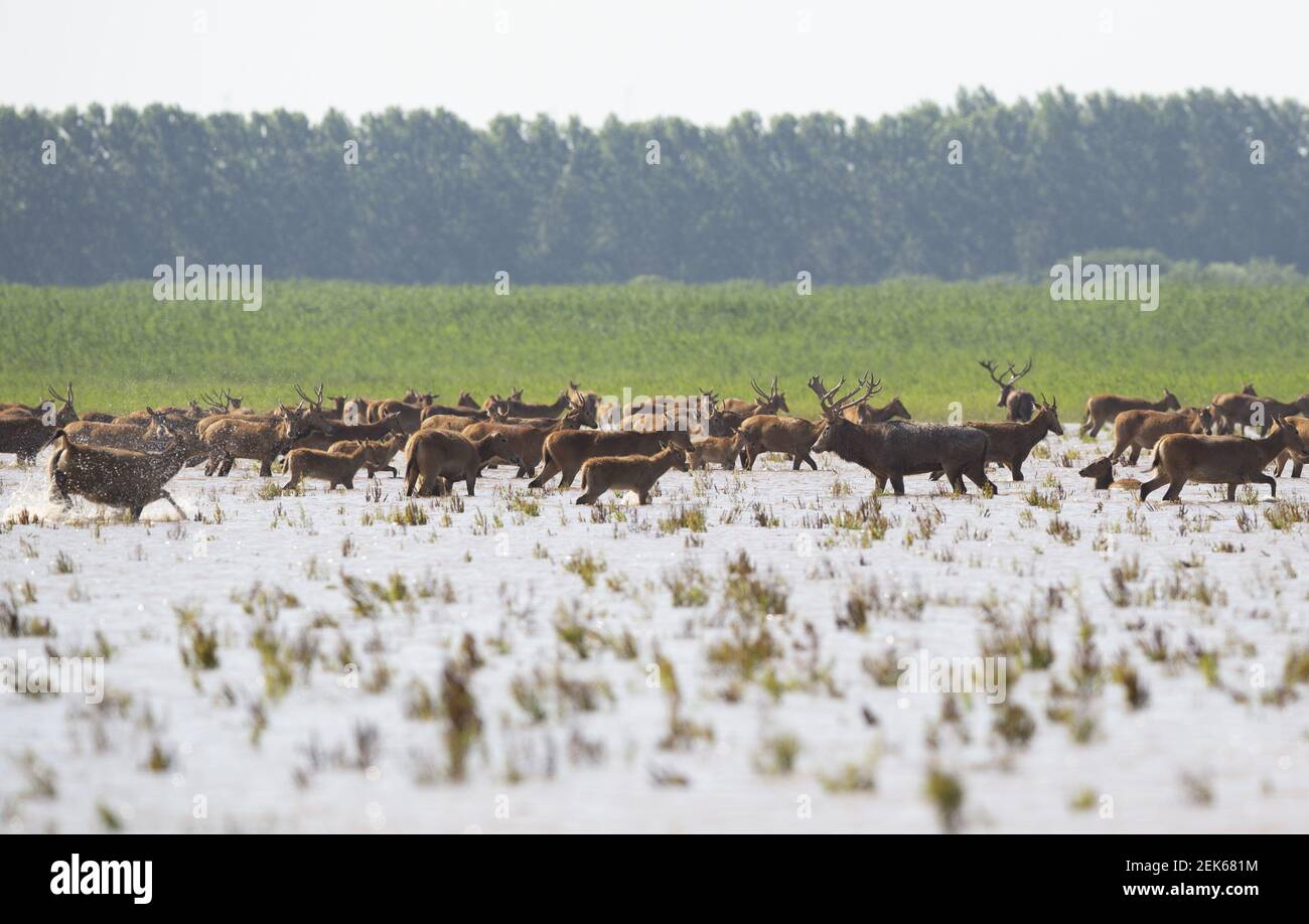 SHISHOU, CHINA - JUNE 17, 2020 - There are more than 200 new elk babies in  Shishou elk National Nature Reserve and more than 1000 elk population in  the core reserve. Shishou, image size:1300x918