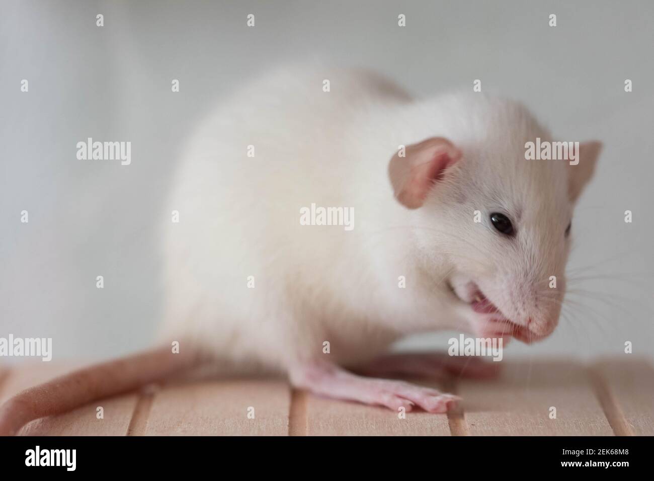 Rat close up. macro shooting. Cute muzzle with pink nose and long mustache. Stock Photo