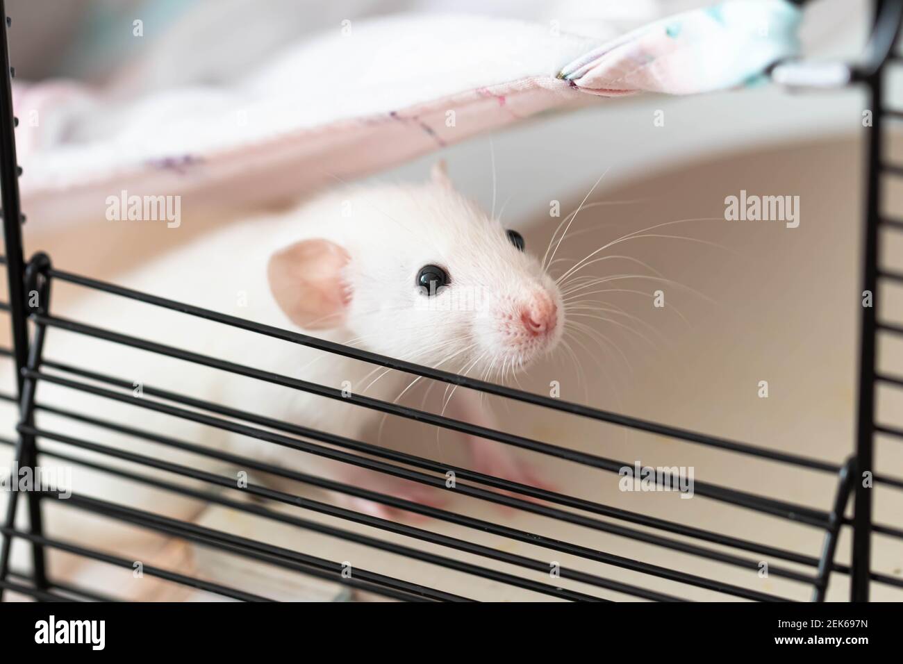 Rat close-up. macro photography. A cute little face with a pink nose and long mustache peeks out of the cage Stock Photo