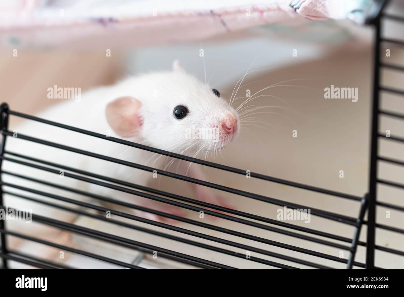 Rat close-up. macro photography. A cute little face with a pink nose and long mustache peeks out of the cage Stock Photo