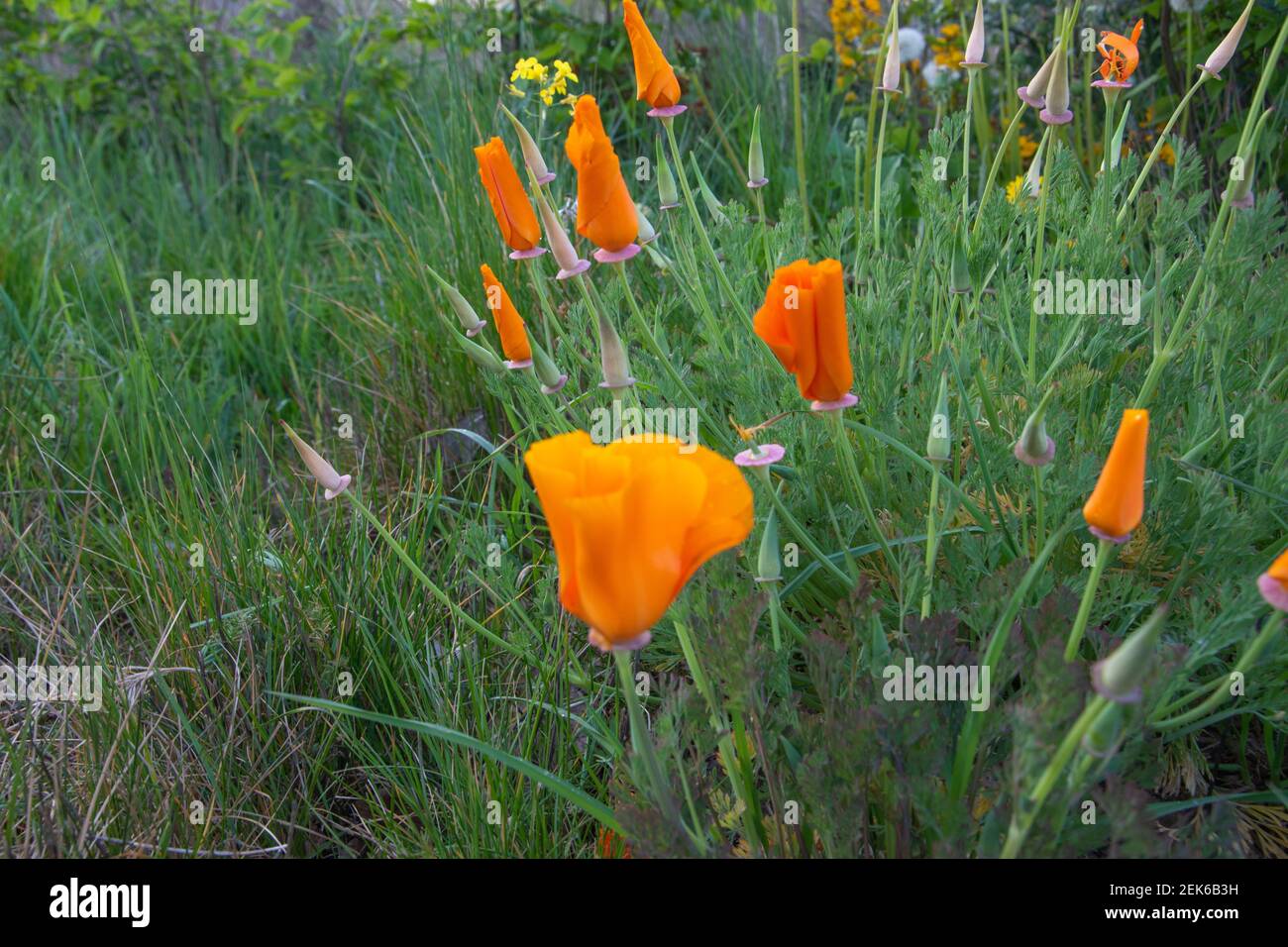 Californian poppy ,Eschscholzia californica, also called gold poppy, is a species of the poppy family, Papaveraceae. Stock Photo
