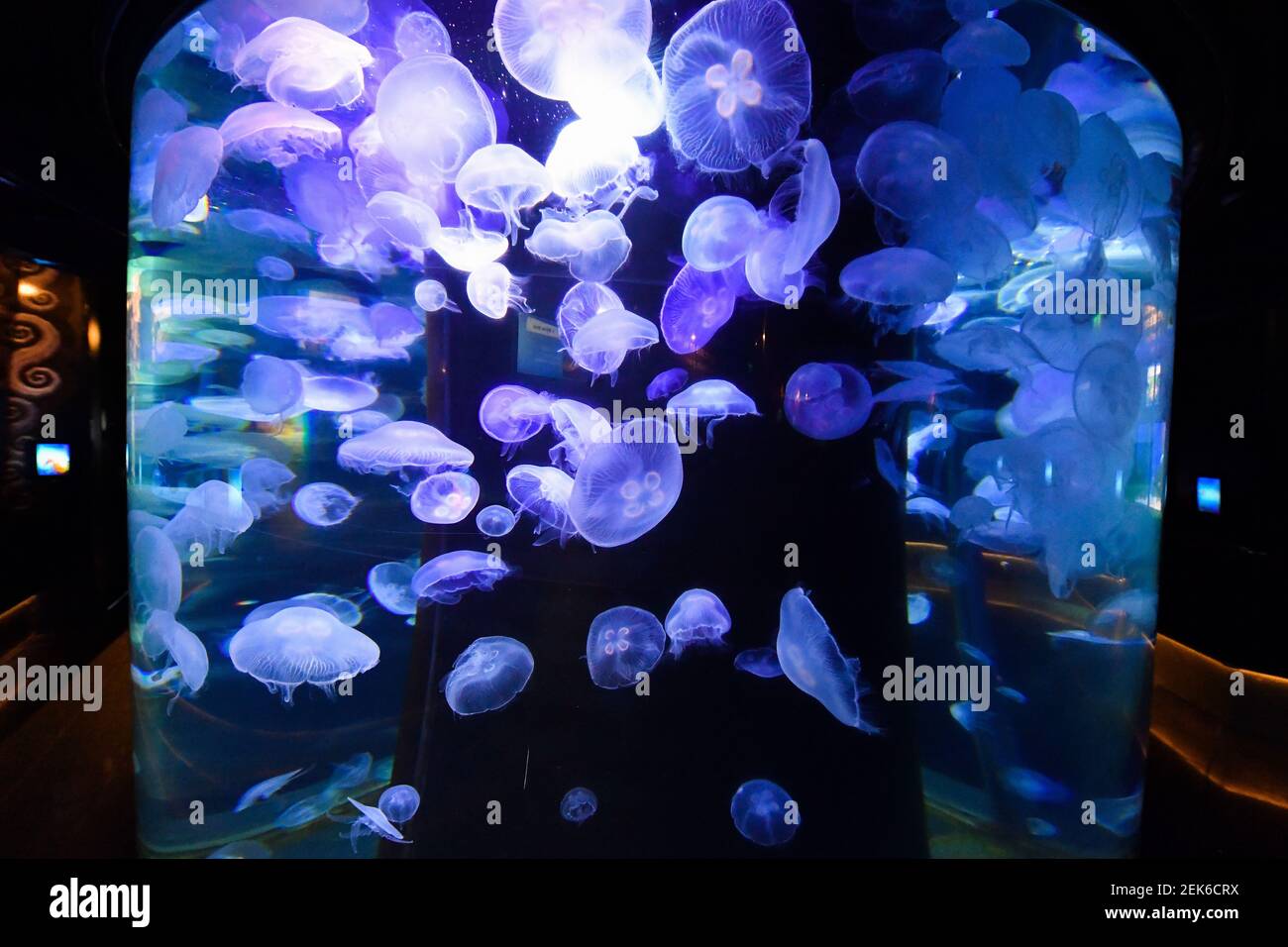 Le Musee oceanographique de Monaco reopens under Covid-19 safety ...