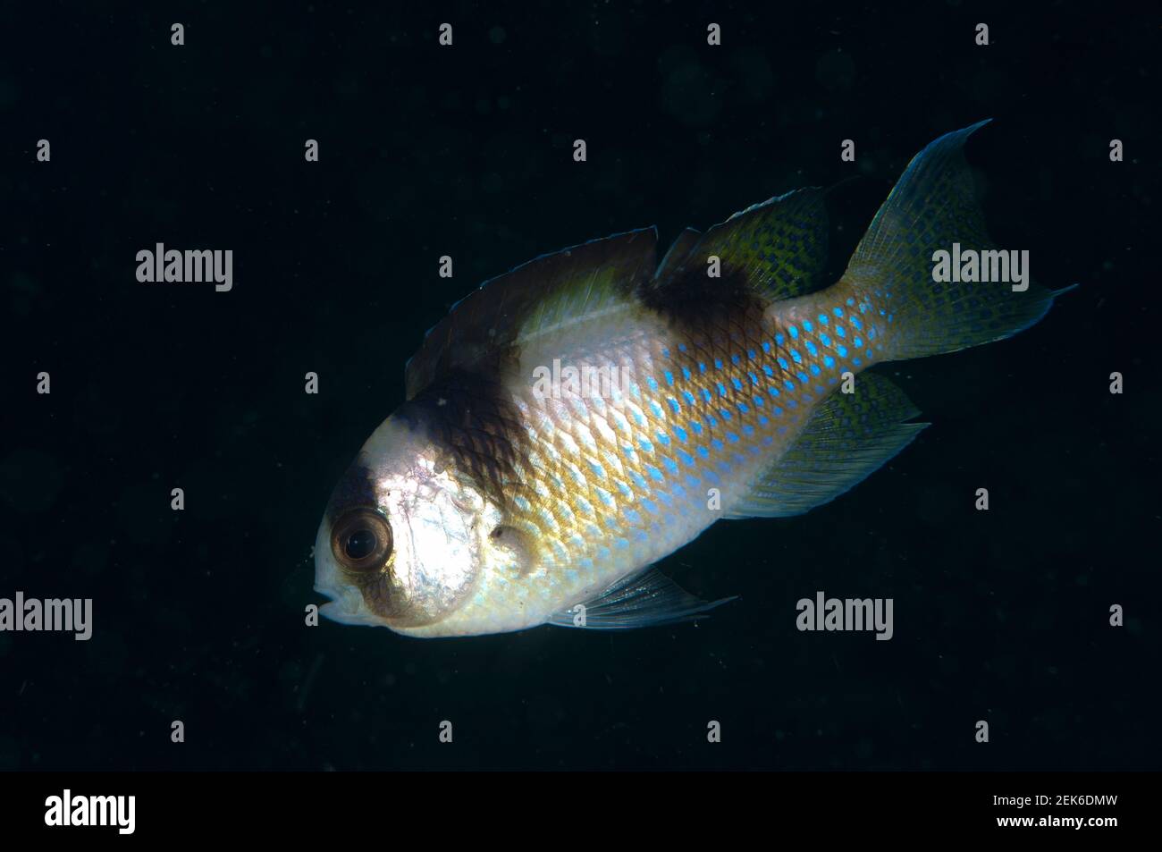 Black-banded Damselfish, Amblypomacentrus breviceps, Rojos dive site, Lembeh Straits, Sulawesi, Indonesia Stock Photo