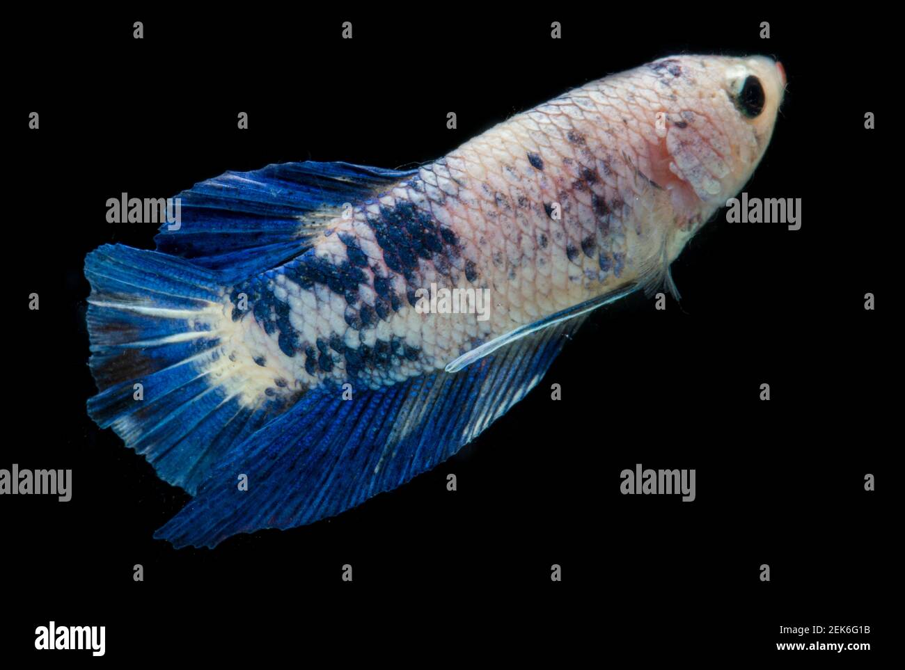 Close Up Of Colorful Betta Fish. Beautiful Siamese Fighting Fish, Fancy  Betta Splendens Blue Marble Isolated On Black Background Stock Photo - Alamy