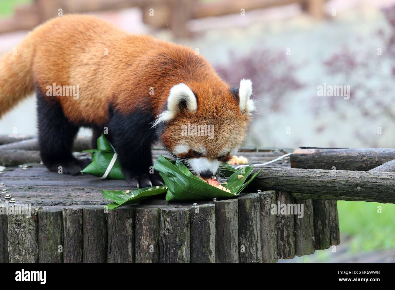 Jiangsu,CHINA-On June 23, 2020, during the Dragon Boat Festival is approaching, jiangsu nantong forest wild animal zoo keeper according to the eating habits of different animals, carefully prepared for animals contain a Jiangsu,CHINA-On June 23, 2020, during the Dragon Boat Festival is approaching, jiangsu nantong forest wild animal zoo keeper according to the eating habits of different animals, carefully prepared for animals contain a