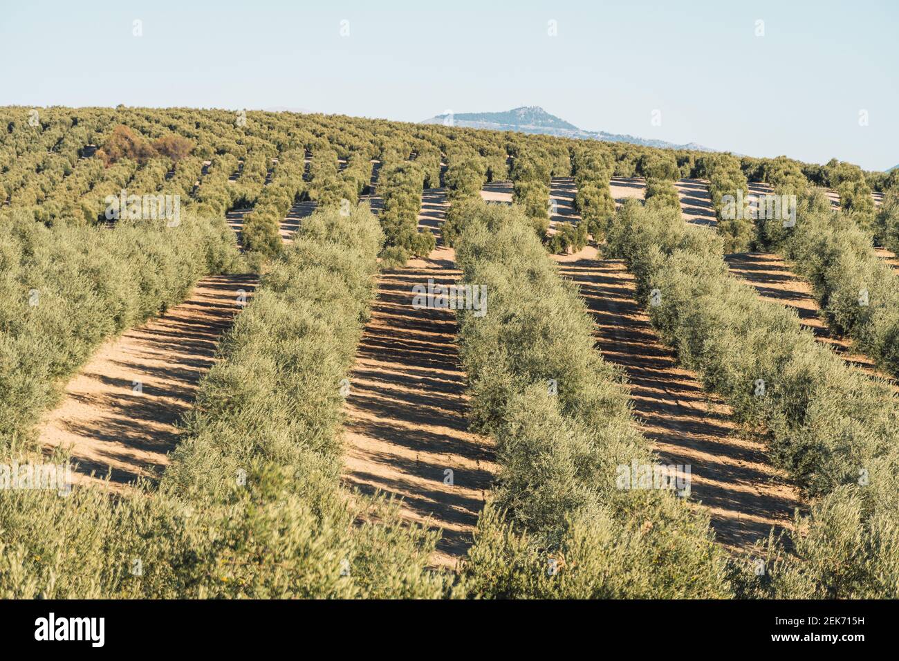 Olive Trees Landscape Stock Photo - Alamy