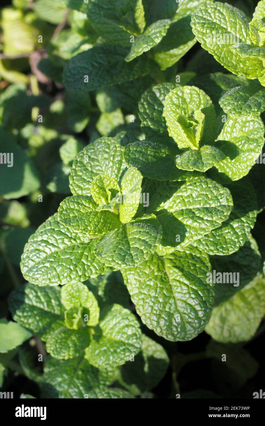 peppermint plant, Mentha spicata, organically grown for aromatherapy and homeopathy natural medicine Stock Photo