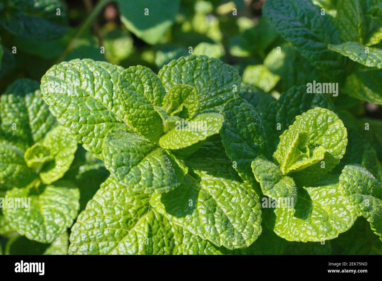 peppermint plant, Mentha spicata, organically grown for aromatherapy and homeopathy natural medicine Stock Photo