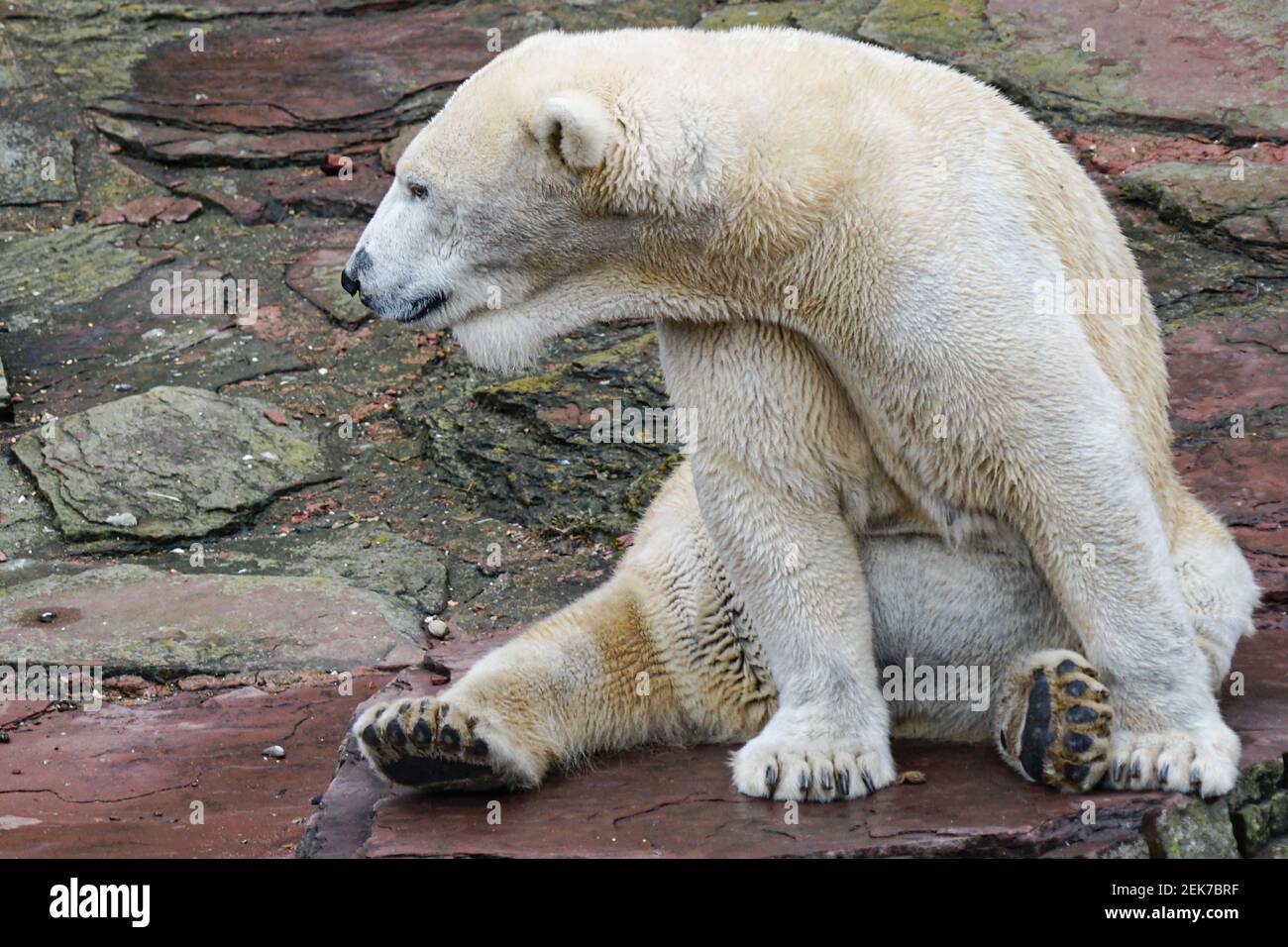 Polar bear with discolored fur sitting on a flat rock Stock Photo
