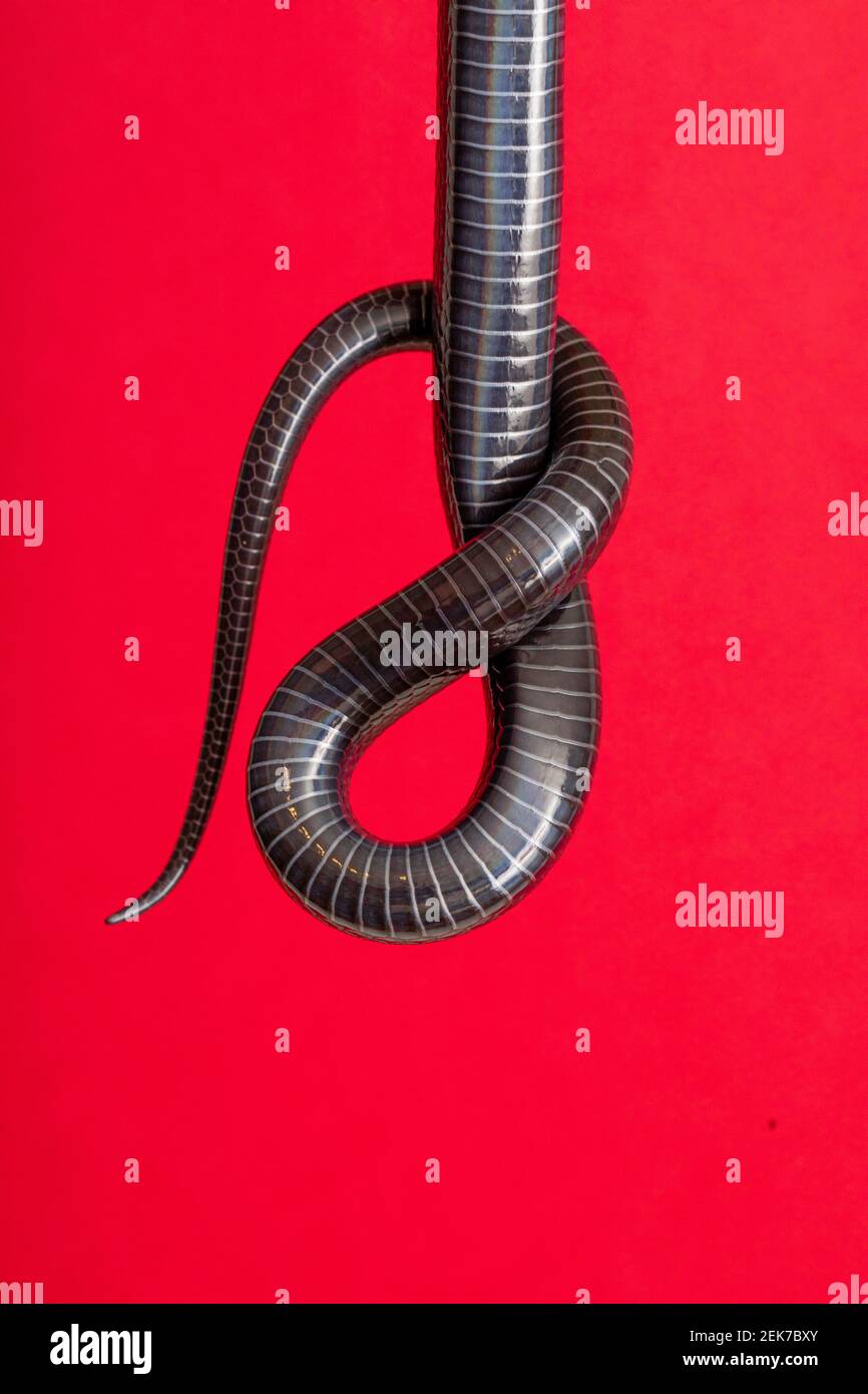 Snake Bottom Details of the belly in the tail of a black snake Stock Photo - Alamy