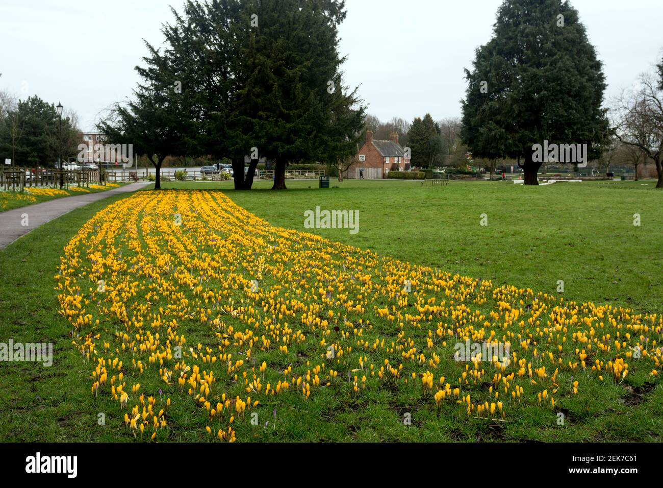 Yellow Crocuses at St. Nicholas Park, Warwick, Warwickshire, England, UK Stock Photo