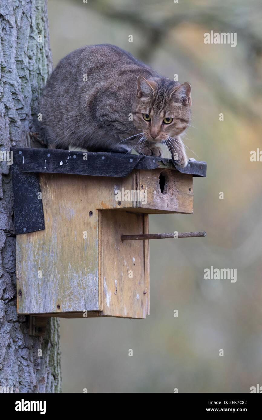 Katze klettert an einem Baumstamm hoch an einen Nistkasten, Hauskatze will Vogel-Nistkasten ausräumen, Vogelnistkasten, Nesträuber, Vogelschutz, streu Stock Photo