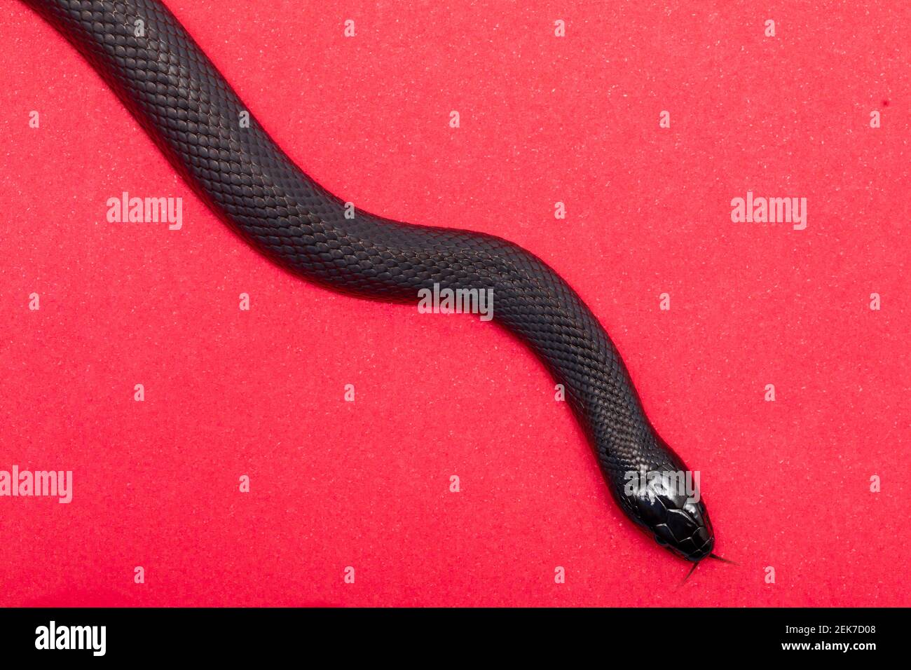 The Mexican black kingsnake (Lampropeltis getula nigrita) is part of the larger colubrid family of snakes, and a subspecies of the common kingsnake. Stock Photo