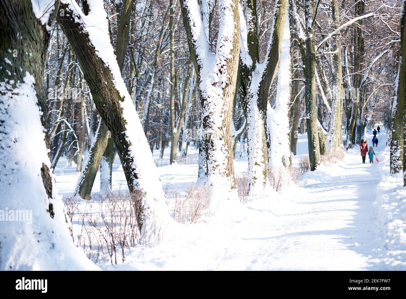 Winter park in white snow Stock Photo - Alamy