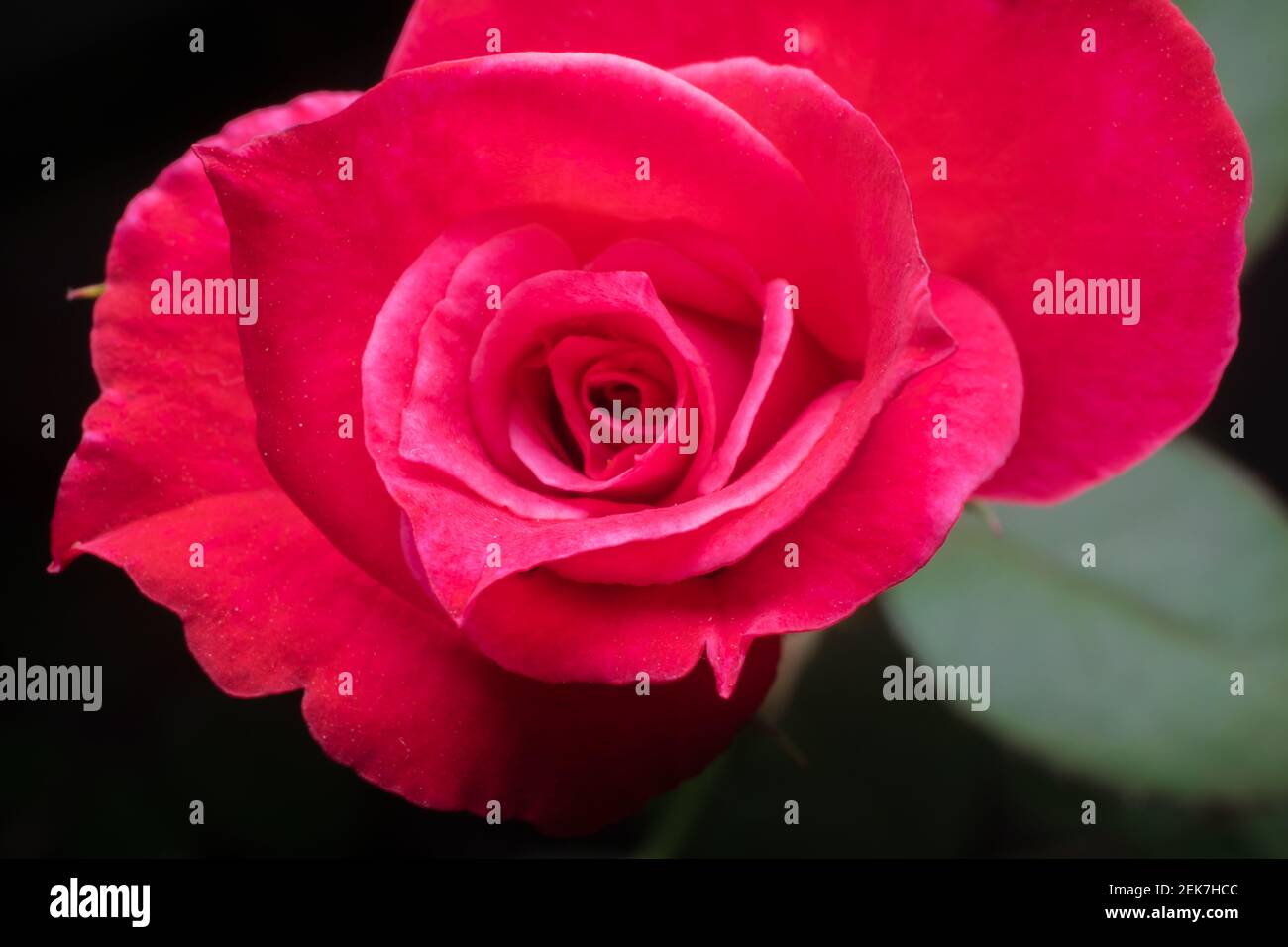 Beautiful rose flower close hi-res stock photography and images - Alamy