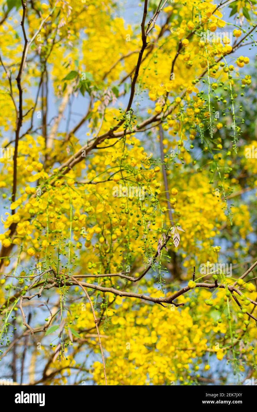 Golden shower tree flowers bloom in the spring season India. Stock Photo