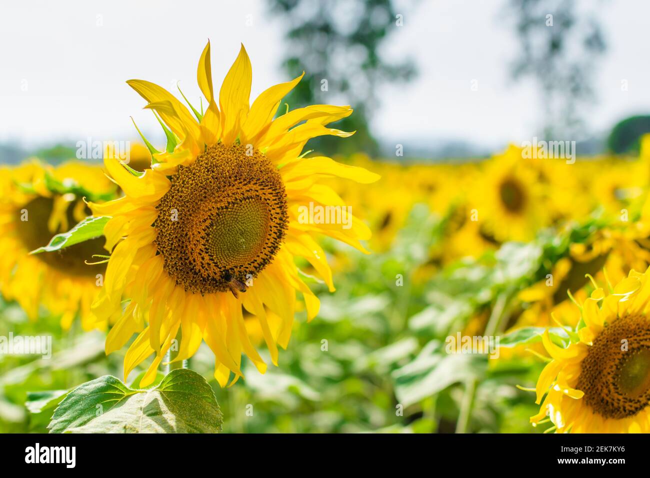 Sunflower in the sunflower cultivated agricultural field with selective focus. Stock Photo