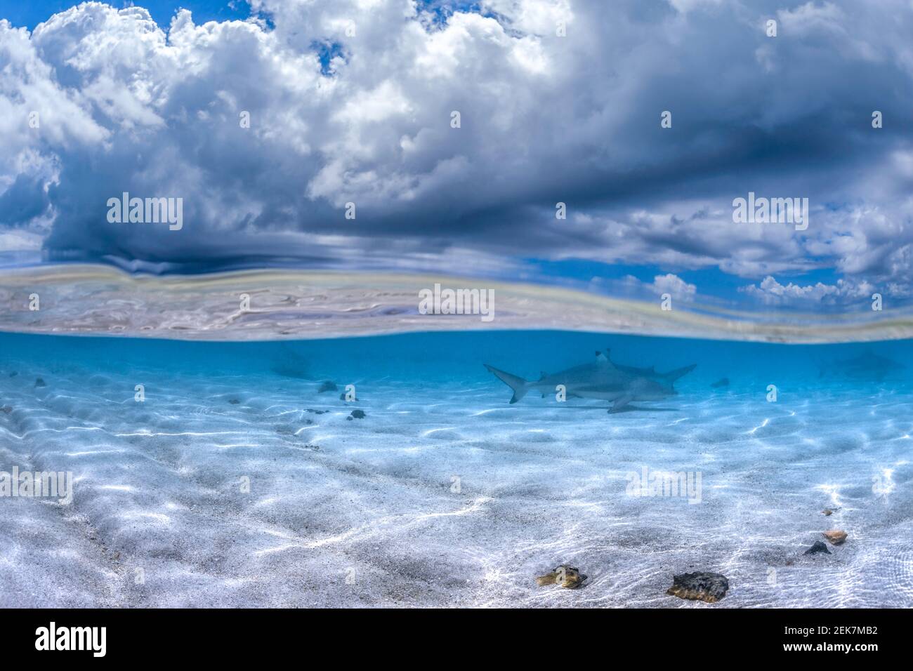 Black tip reef sharks at Heron Island, Queensland, Australia Stock