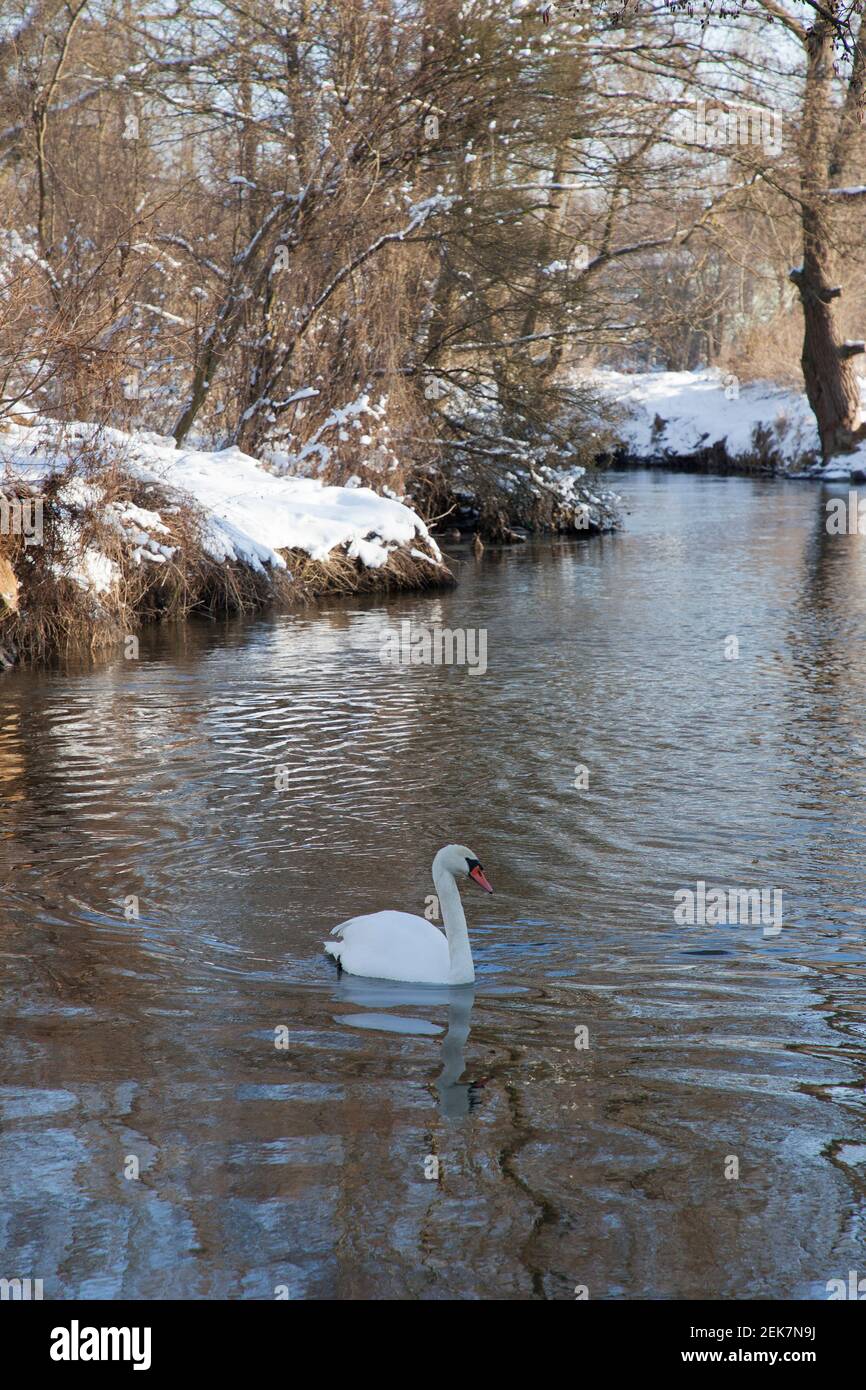 Swan swims in wintery weather in Poland Stock Photo