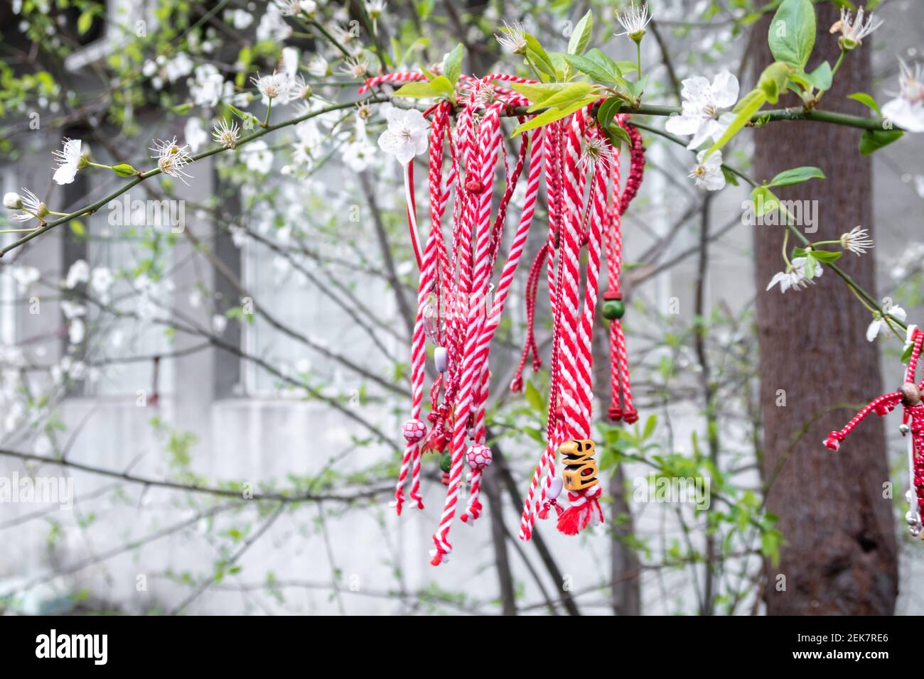 Red and white Martenitsa or Martisor bracelets, hanging on the branches of the blooming tree - Bulgarian and Romanian spring tradition Stock Photo