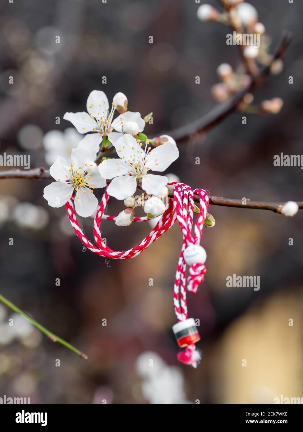 Red and white Martenitsa or Martisor bracelets, hanging on the branches of the blooming tree - Bulgarian and Romanian spring tradition Stock Photo
