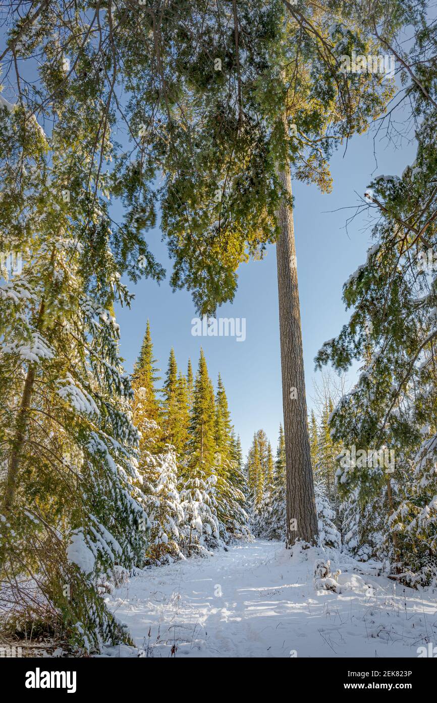 snow laden trees along a hiking path at a nature preserve near our home in Door County Wi. Stock Photo