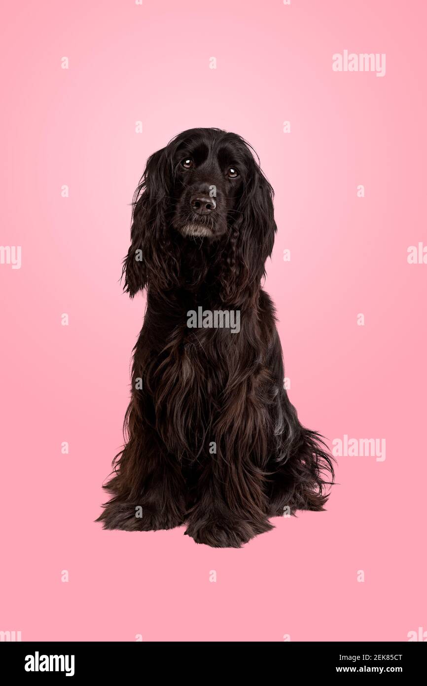 black cocker spaniel in front of pastel pink gradient background Stock Photo