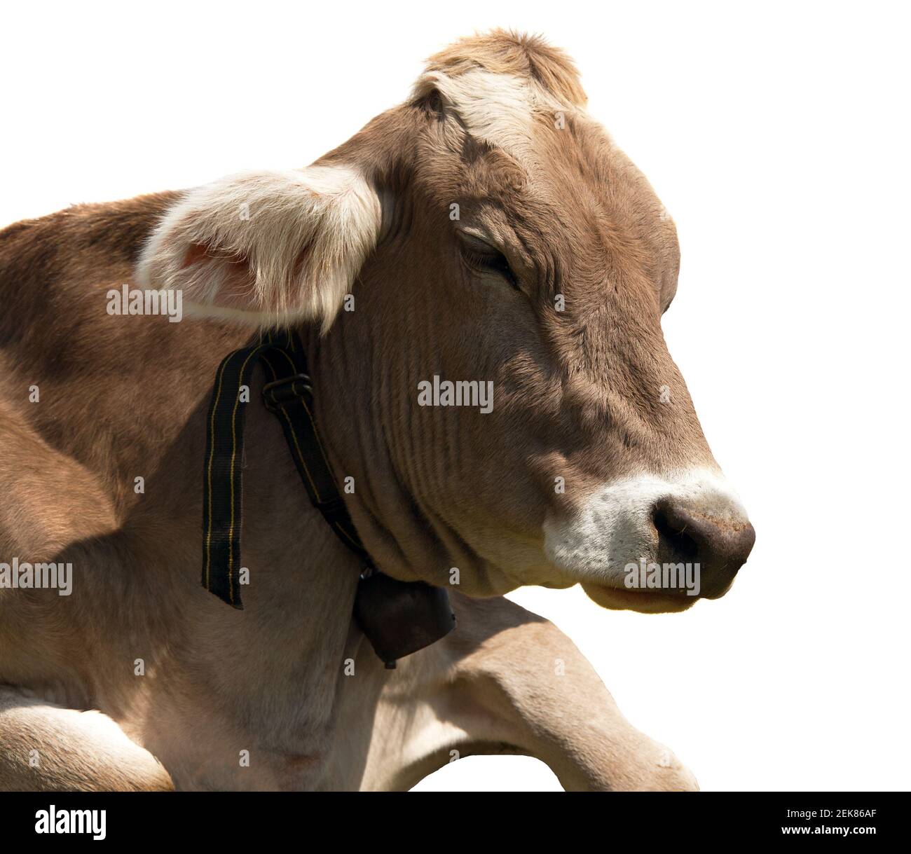 head of brown cow (bos primigenius taurus) with cowbell isolated on white background Stock Photo