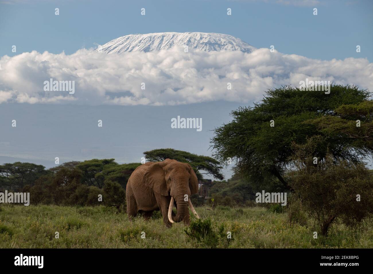 Kilimanjaro Wildlife Stock Photo