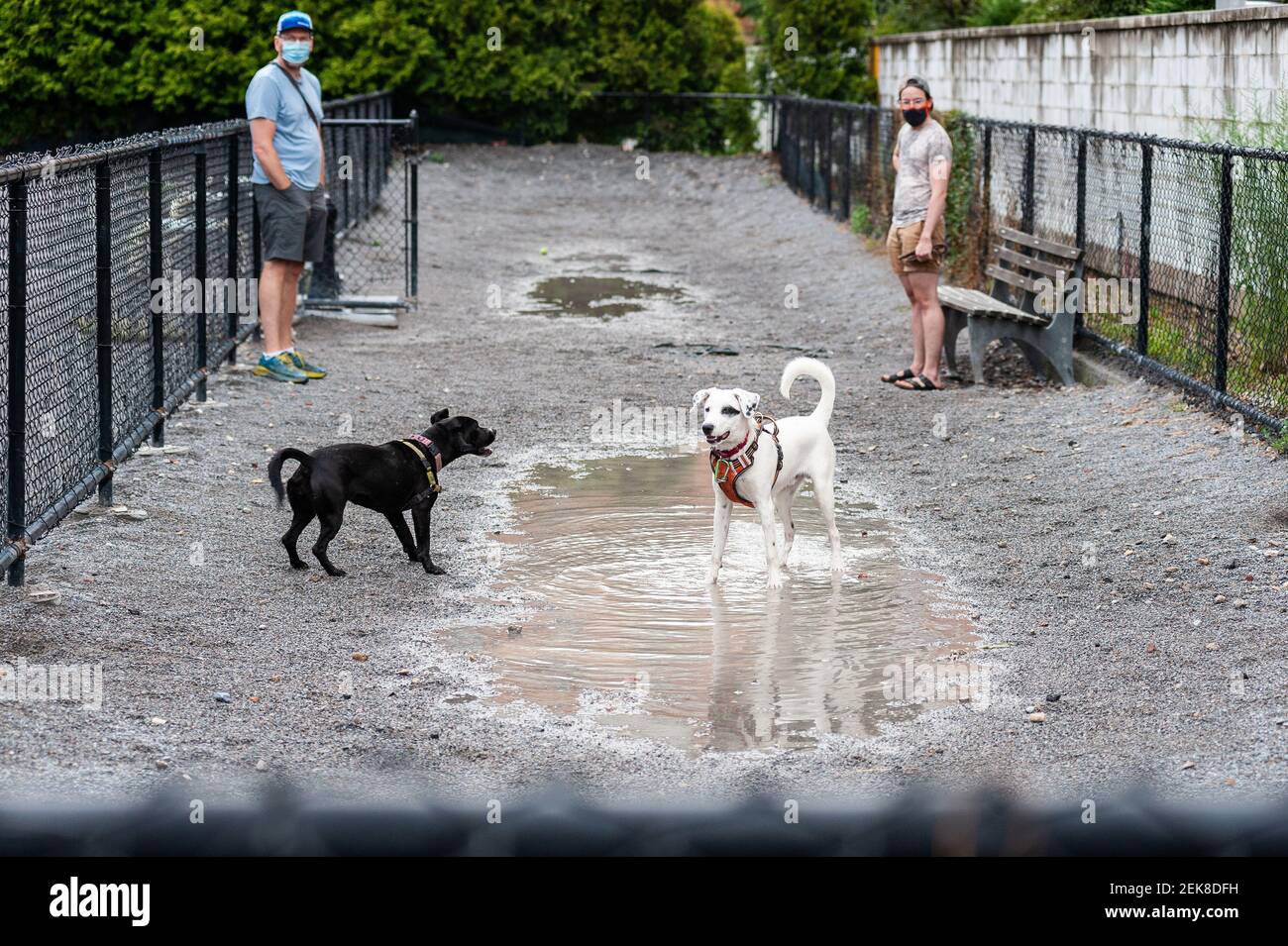 Sirius dog run 2025