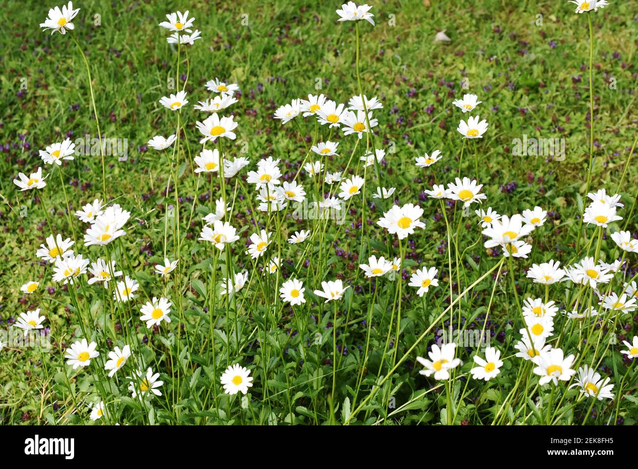 Field of white wildflower daisy Leucanthemum vulgare and common self-heal Prunella vulgaris on a lawn Stock Photo