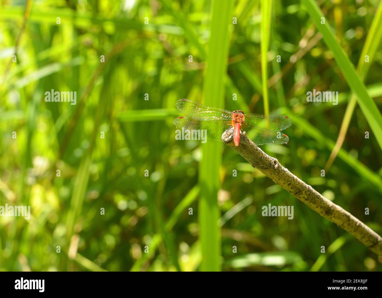 Red dragonfly sitting on a branch in the nature Stock Photo