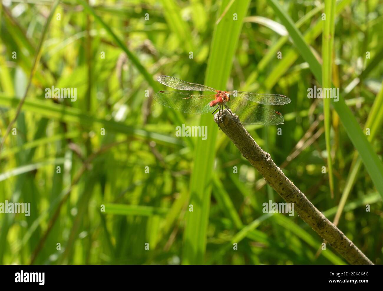 A red dragonfly with filigran wings in the nature Stock Photo