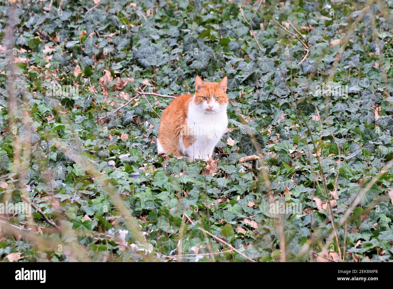 Red and white cat sits in ivy Stock Photo