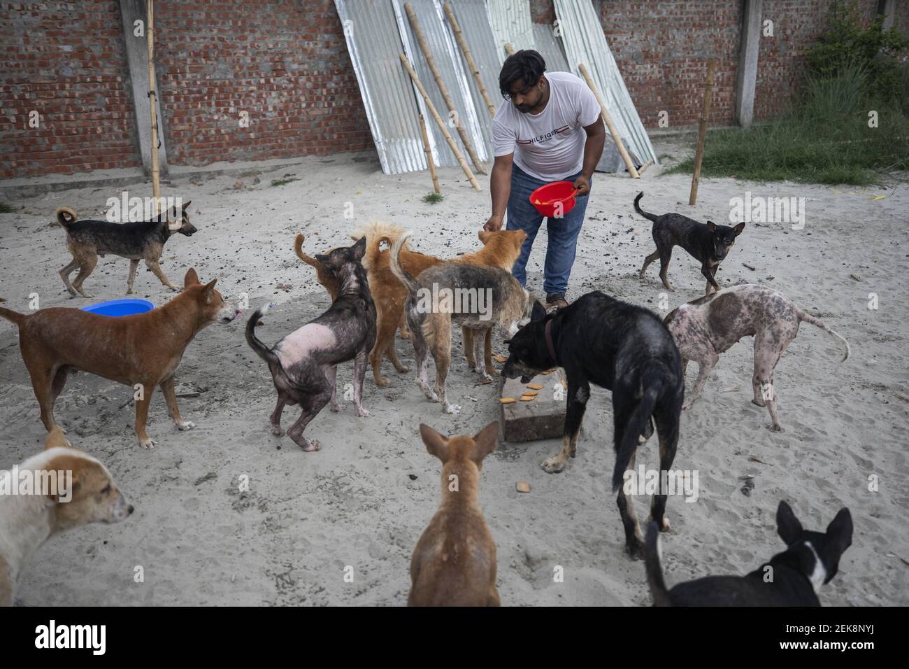 Volunteers feed street dogs in the yard of a dog shelter at Basila in ...
