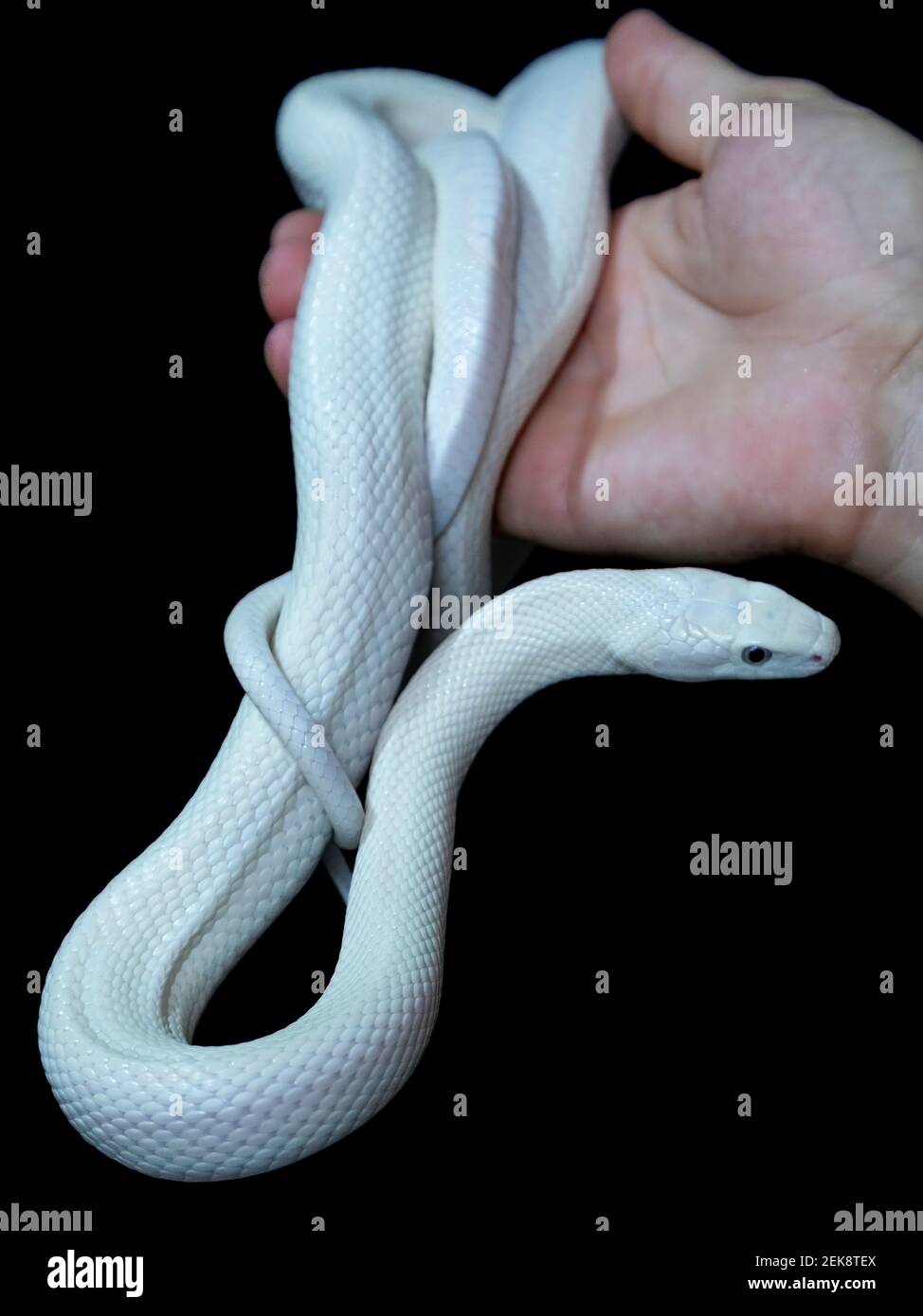 The Texas rat snake (Elaphe obsoleta lindheimeri ) is a subspecies of rat  snake, a nonvenomous colubrid found in the United States, primarily within  t Stock Photo - Alamy