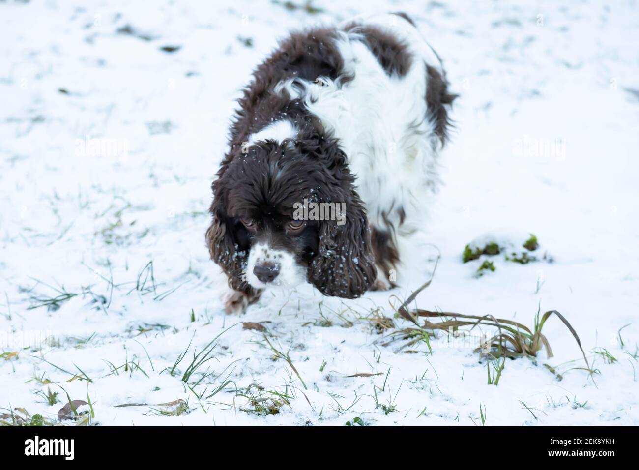The Springer and Cocker Spaniel dog digs snow with its nose and sniffs and looks for something. Long ears in a hunting dog Stock Photo