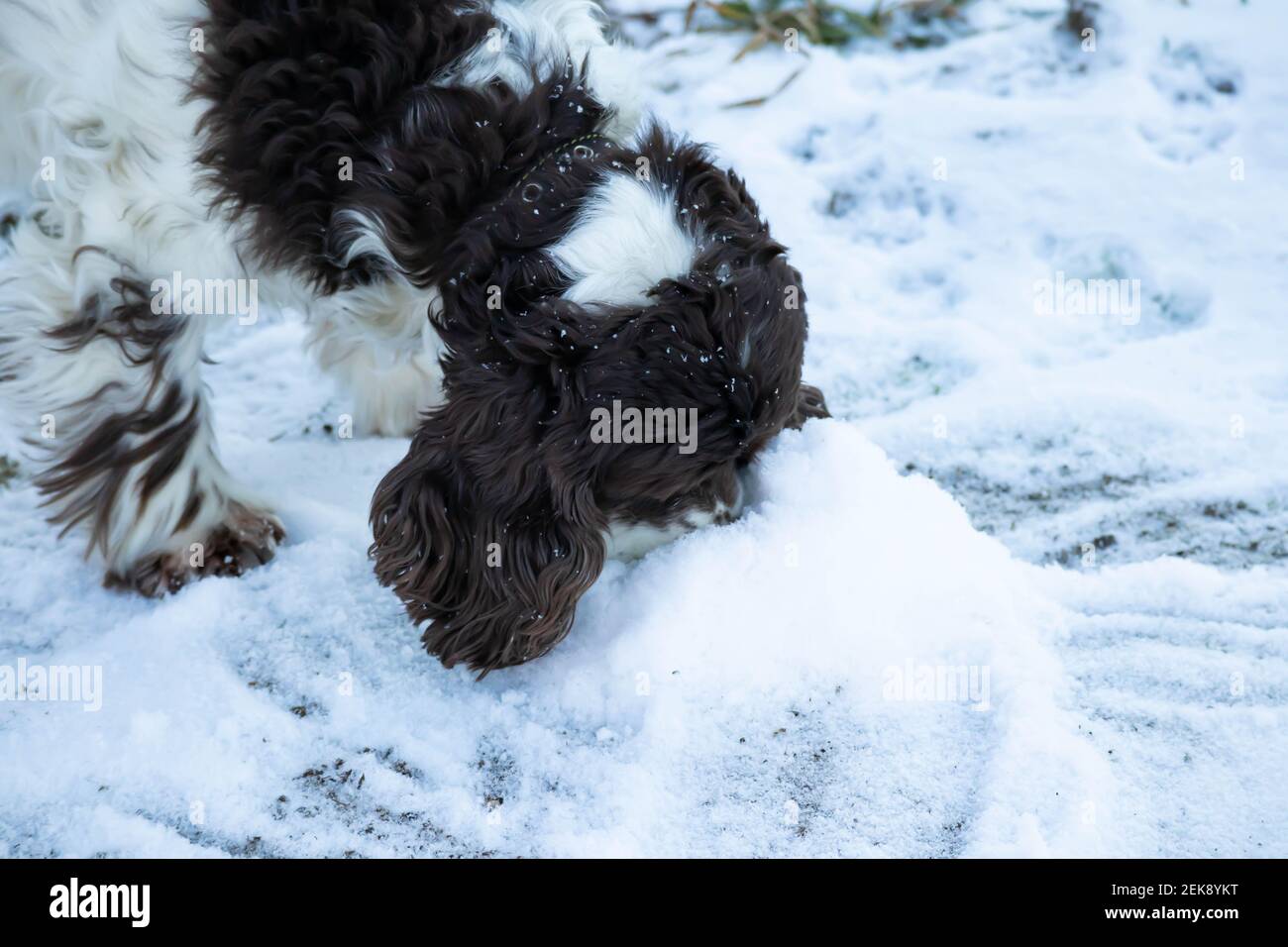 The Springer and Cocker Spaniel dog digs snow with its nose and sniffs and looks for something. Long ears in a hunting dog Stock Photo