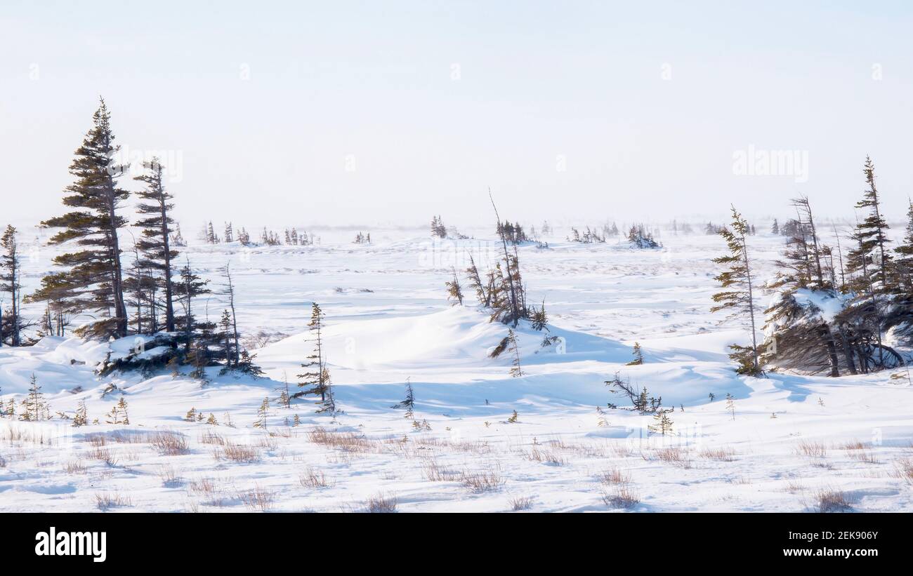 Sparse stands of leaning, stunted spruce trees with branches only on the leeward side, an effect known as Krumholz, stand in the windswept tundra. Stock Photo