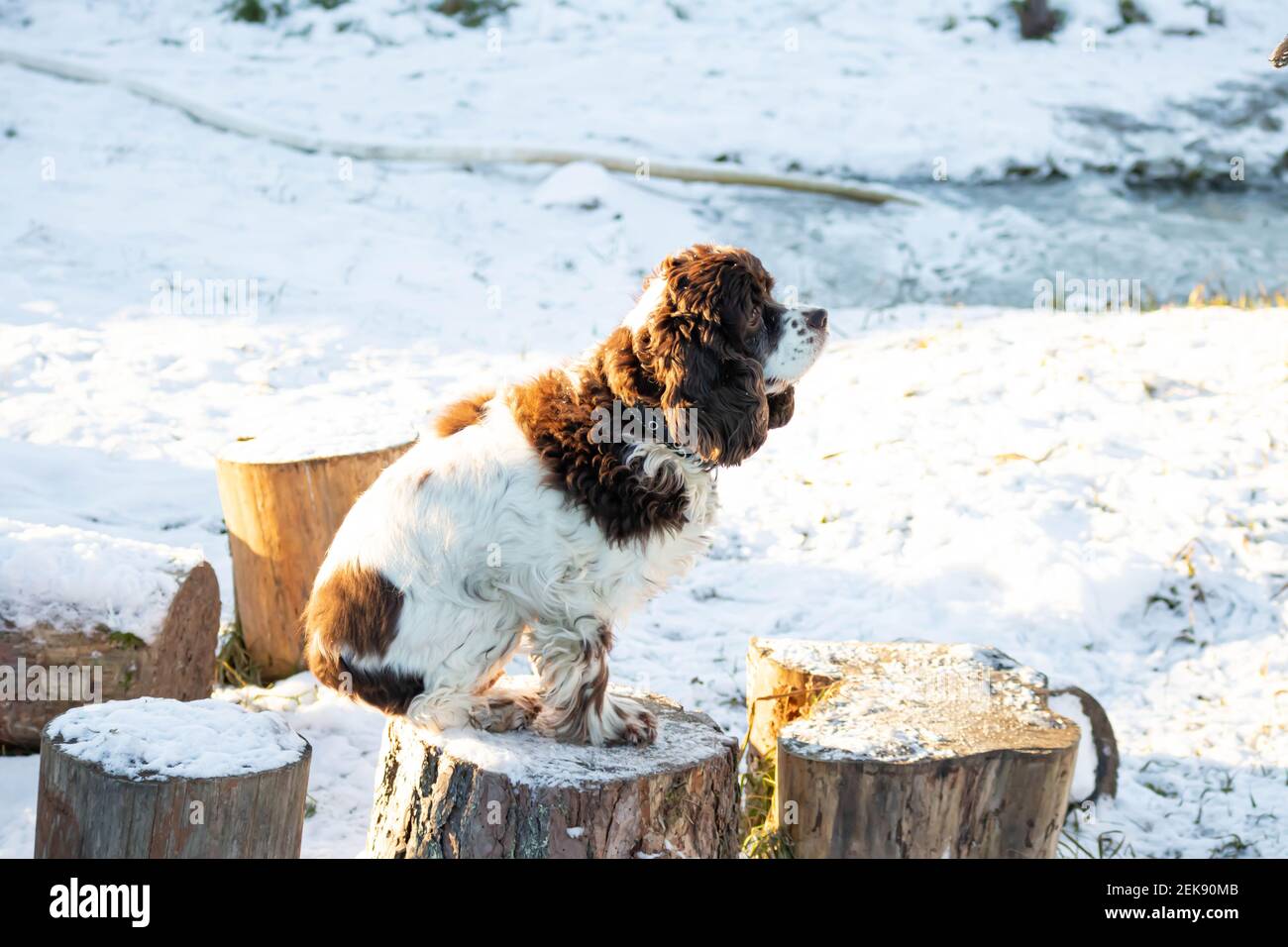 Springer dog and cocker spaniel sit on a wooden stump on a sunny winter day. Long ears in a hunting dog Stock Photo