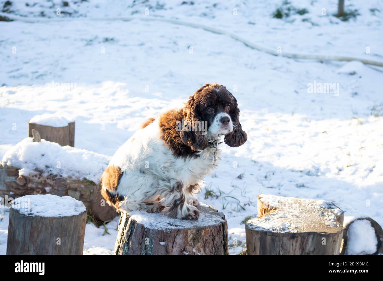 Springer dog and cocker spaniel sit on a wooden stump on a sunny winter day. Long ears in a hunting dog Stock Photo
