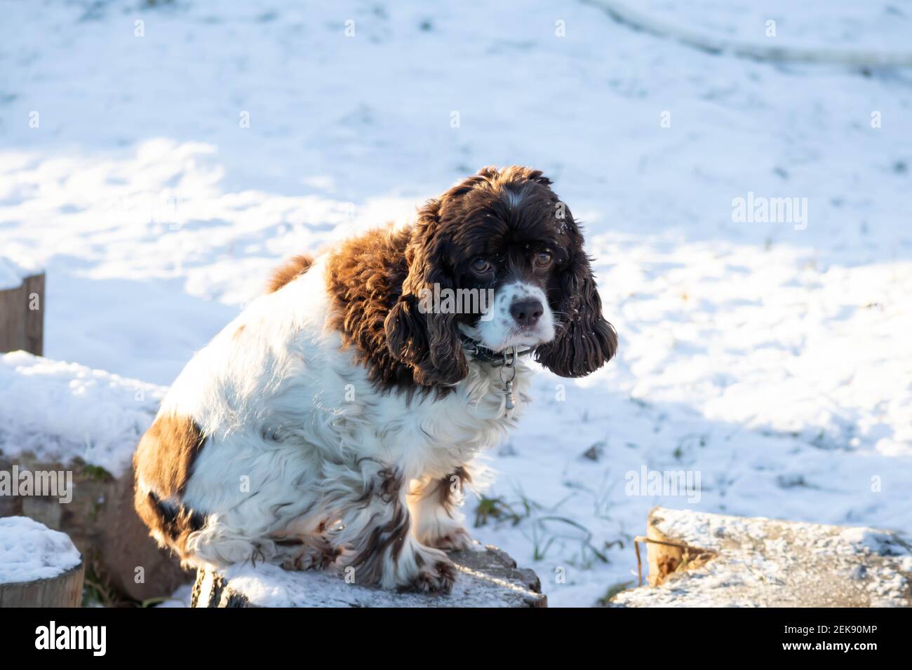Springer dog and cocker spaniel sit on a wooden stump on a sunny winter day. Long ears in a hunting dog Stock Photo