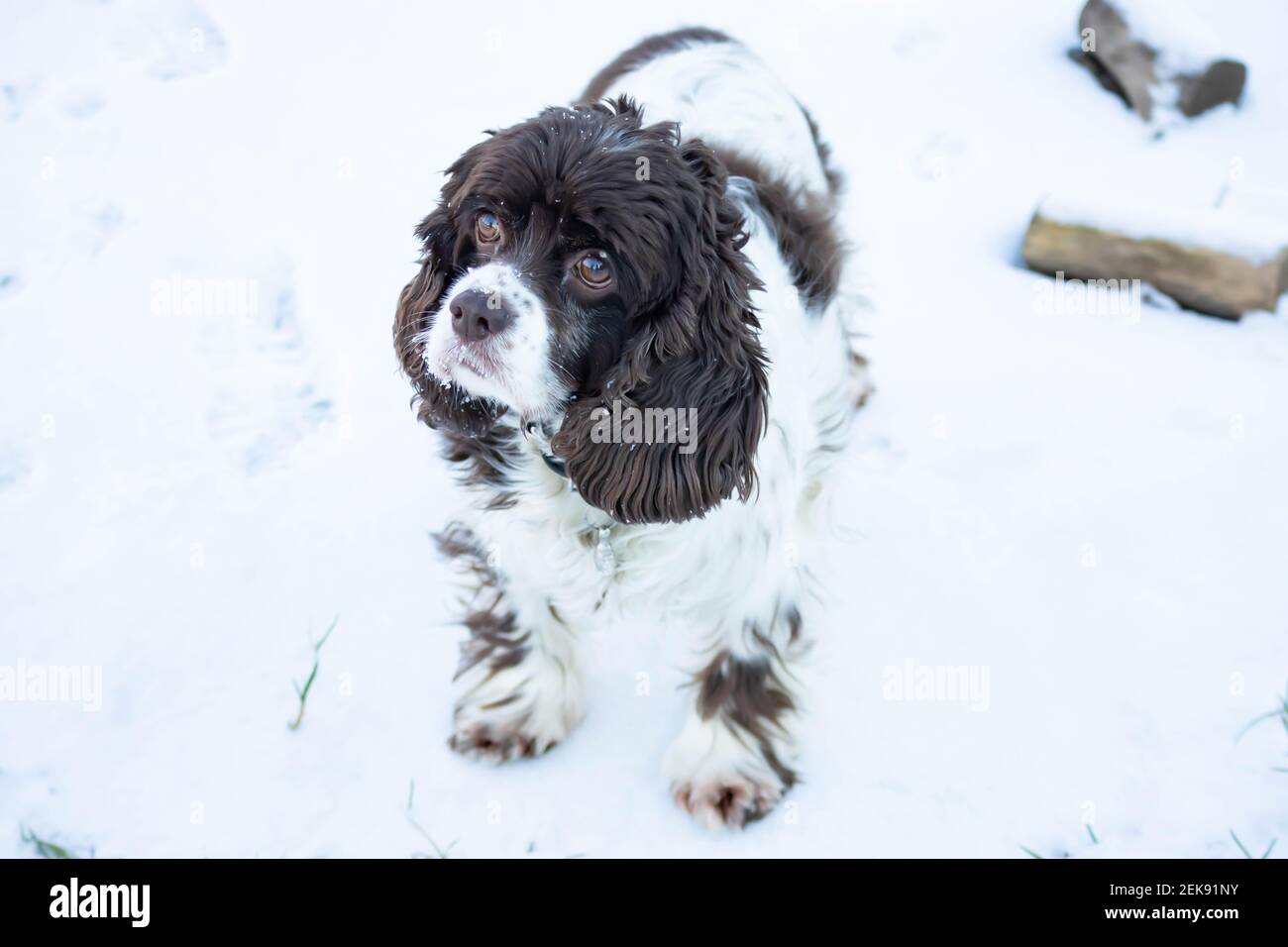Springer dog and cocker spaniel stands in the snow and looks up on a sunny winter day. Long ears in a hunting dog Stock Photo