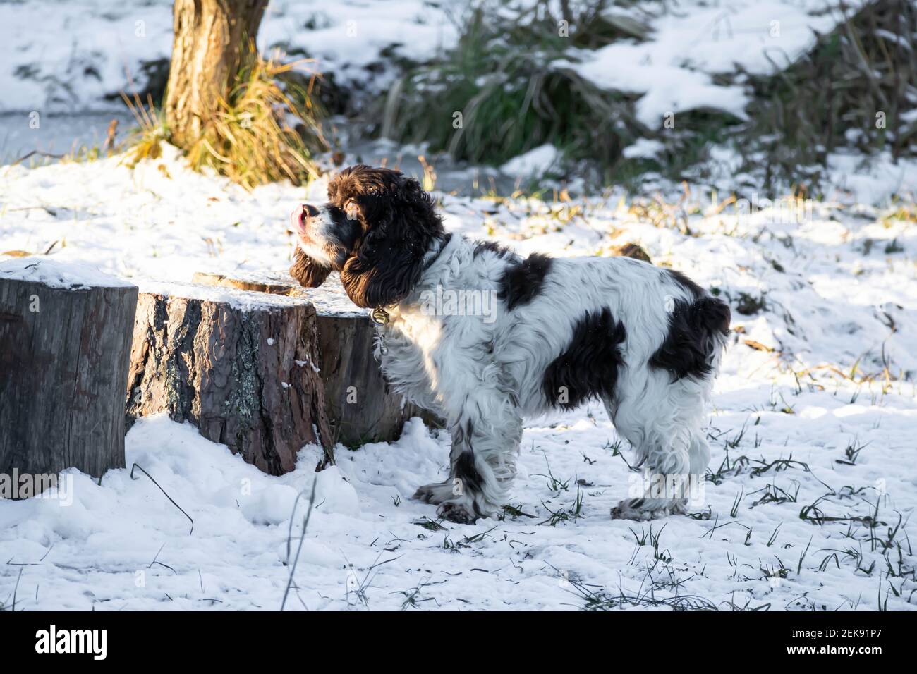 Springer dog and cocker spaniel stands in the snow and looks up on a sunny winter day. Long ears in a hunting dog Stock Photo